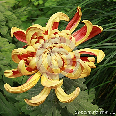 Red and yellow chrysanthemum Stock Photo